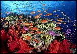 Pulsa en la imagen para verla en tamao completo

Nombre: corales7..jpg
Visitas: 2
Tamao: 62.6 KB
ID: 3968