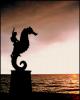 Avatar de Seahorse